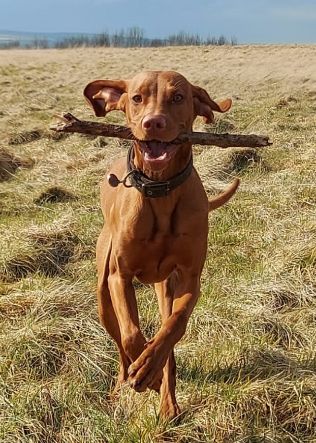 Indy with a stick